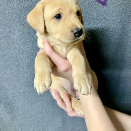 Goldie - Yellow female Labrador Retriever puppy in Newaygo, Michigan from Royal Oak Gundogs