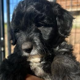 Smoky, 5 weeks old - Black male Whoodle puppy in Crawford, Colorado from Saddle Mountain Doodles