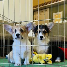 Pembroke Welsh Corgi Puppies from Blue Angel Kennels