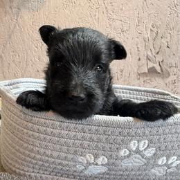 Baby boy - Black male Scottish Terrier puppy in Nickelsville, Virginia from Pecan Creek