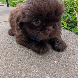 Boy 2 - male Shih Tzu puppy in Metropolis, Illinois from Super City Kennels