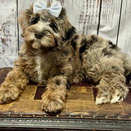 Adella - Merle female Goldendoodle puppy in Gilbert, Arizona from Gilbert Az Doodles