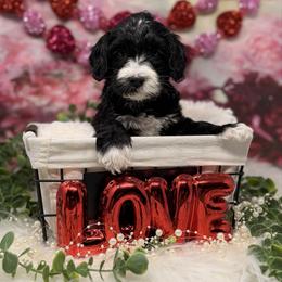 Tungsten - Black and chalk male Australian Labradoodle puppy in Brush Prairie, Washington from Fancy Pants Labradoodles