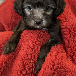 Shihpoo Puppies from Geri Benfield's Shihpoos