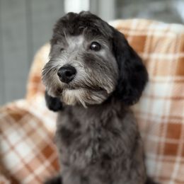 Kaleb - Silver male Goldendoodle puppy in Troutman, North Carolina from Timberland Falls Goldendoodles