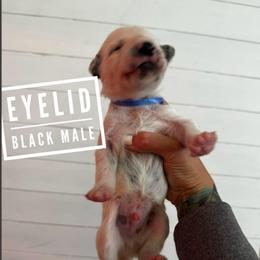 Eyelid - White and black male Dalmatian puppy in Stanchfield, Minnesota from Darling Dalmatians