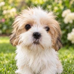Athena - Gold and white female Shih Tzu puppy in Chattanooga, Tennessee from Joyfull Pals