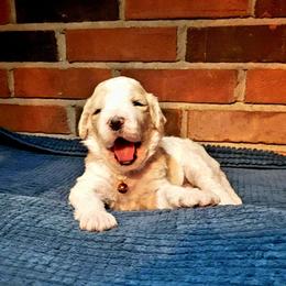 Bernedoodle Puppies from Silver Creek Pups