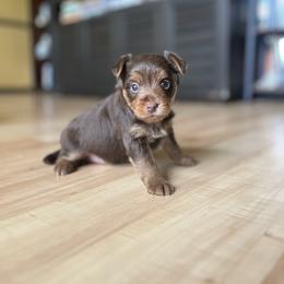 Puppy 4 - Chocolate and tan male Yorkshire Terrier puppy in Kissimmee, Florida from The Yorkie House