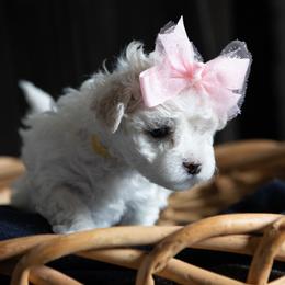 Girl 3 - Maltipoo puppy in Peekskill, New York from Dorothy Bunch's Maltipoos