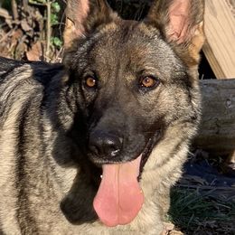 Halle - German Shepherd