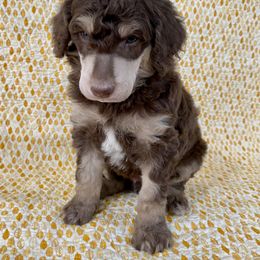 Poodle Puppies from Lenca Kennels