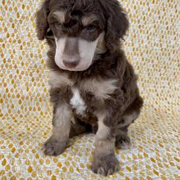 Poodle Puppies from Lenca Kennels