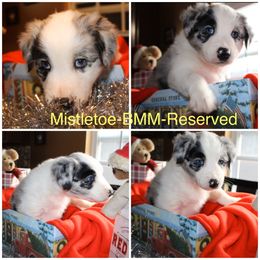 Australian Shepherd Puppies from Not Of This World Australian Shepherds