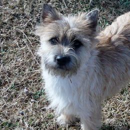 Cairn Terriers from Joan Gardner's Cairn Terriers