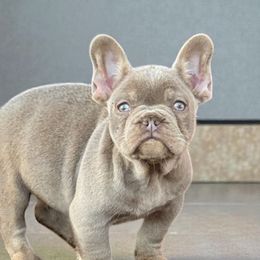 Red Collar Isabella - Tricolors male French Bulldog puppy in Harmony, North Carolina from Schuster Haus