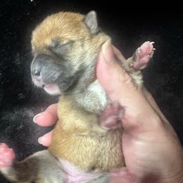 Layla - yellow collar - Red female Shiba Inu puppy in Inverness, Florida from Shore Thing Shiba’s