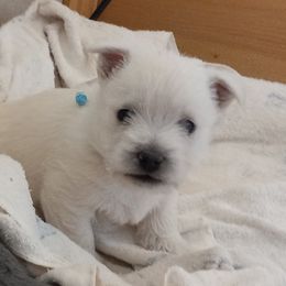 "Boy 1 Blue Sold" West Highland White Terrier Puppies from Wagglesworth Westies