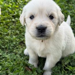 Golden Retriever puppies from Contango Goldens