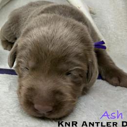 Ash - Silver female Dilute Retriever puppy in Grants Pass, Oregon from KnR Antler Dogs