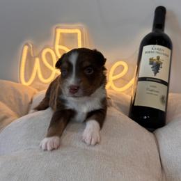Zinfandel - Red tri male Miniature Australian Shepherd puppy in Massapequa, New York from All That Auss Mini Aussies