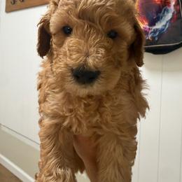 Boy 3 - Red male Labradoodle puppy in Shingle Springs, California from California Double Doodles