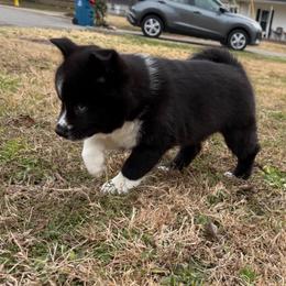 Aurora - Black and white female Pomsky puppy in La Vergne, Tennessee from Atencio Pomsky
