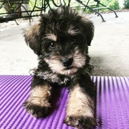 Schnoodle Puppies from RR Schnoodles