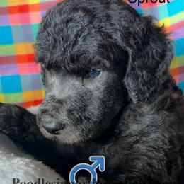 Sprout - Silver male Poodle puppy in Greenville, North Carolina from Grace Poodles