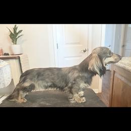 Grizz - Dachshund