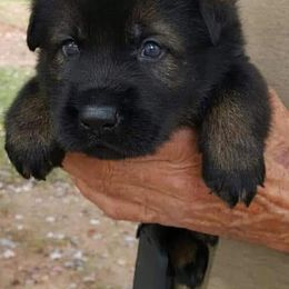 German Shepherd Puppies from Vom Hallynn Jaus