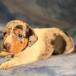 Frosty - Dapple male Dachshund puppy in Whitehouse, Texas from Daschund Pups