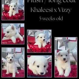 Licorice Girl - White female German Shepherd puppy in Apache Junction, Arizona from CS Vista Farms
