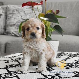 Cockapoo Puppies from Chesley Hill Cockapoos