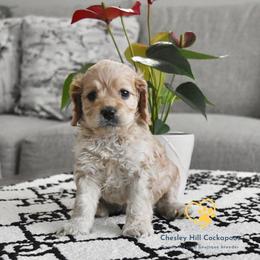 Cockapoo Puppies from Chesley Hill Cockapoos