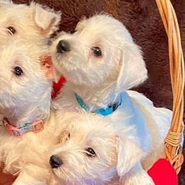 West Highland White Terriers from Diana's West Highland White Terriers