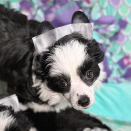 Dolphin - Black and white female Chinese Crested puppy in New Smyrna Beach, Florida from FronkLinn Kennel