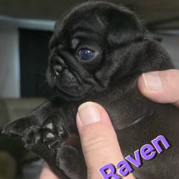 Raven - Black female Pug puppy in Boiling Springs, South Carolina from Monsterpugs