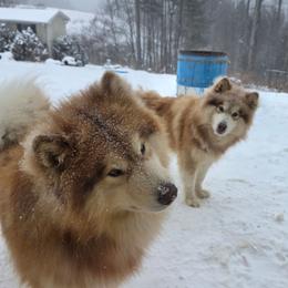 Keanu - Alaskan Malamute