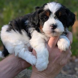 Symphony - Black and white male Shihpoo puppy in Coshocton, Ohio from Forever Family Puppies