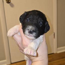 Teal collar - Black and white female Bernedoodle puppy in Mckenzie, Tennessee from Small Town Doodles & Poodles