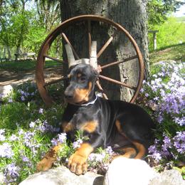 Doberman Pinscher Puppies from Laurel Vail