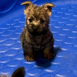 Cairn Terrier Puppies from Shining Waters Farm