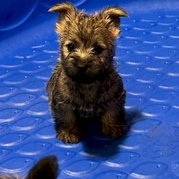 Cairn Terrier Puppies from Shining Waters Farm