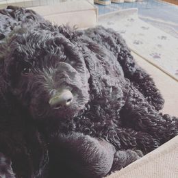 Goldendoodle Puppies from Robinson Doodles