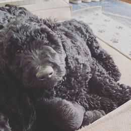 Goldendoodle Puppies from Robinson Doodles