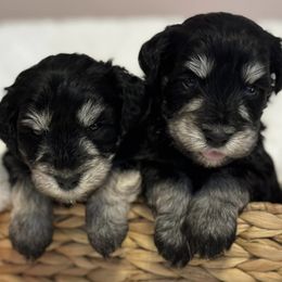Miniature Schnauzers from Butterleaf Farms