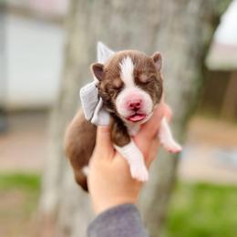 Zahara - Chocolate female Pomsky puppy in Cleveland, Ohio from Lake Point Pomskies