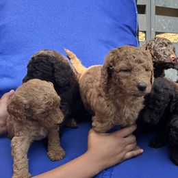 Poodle Puppies from Boston & Sky