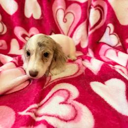 Daisy - Dapple female Dachshund puppy in Magnolia, Texas from Carrie’s Countryside Dachshunds